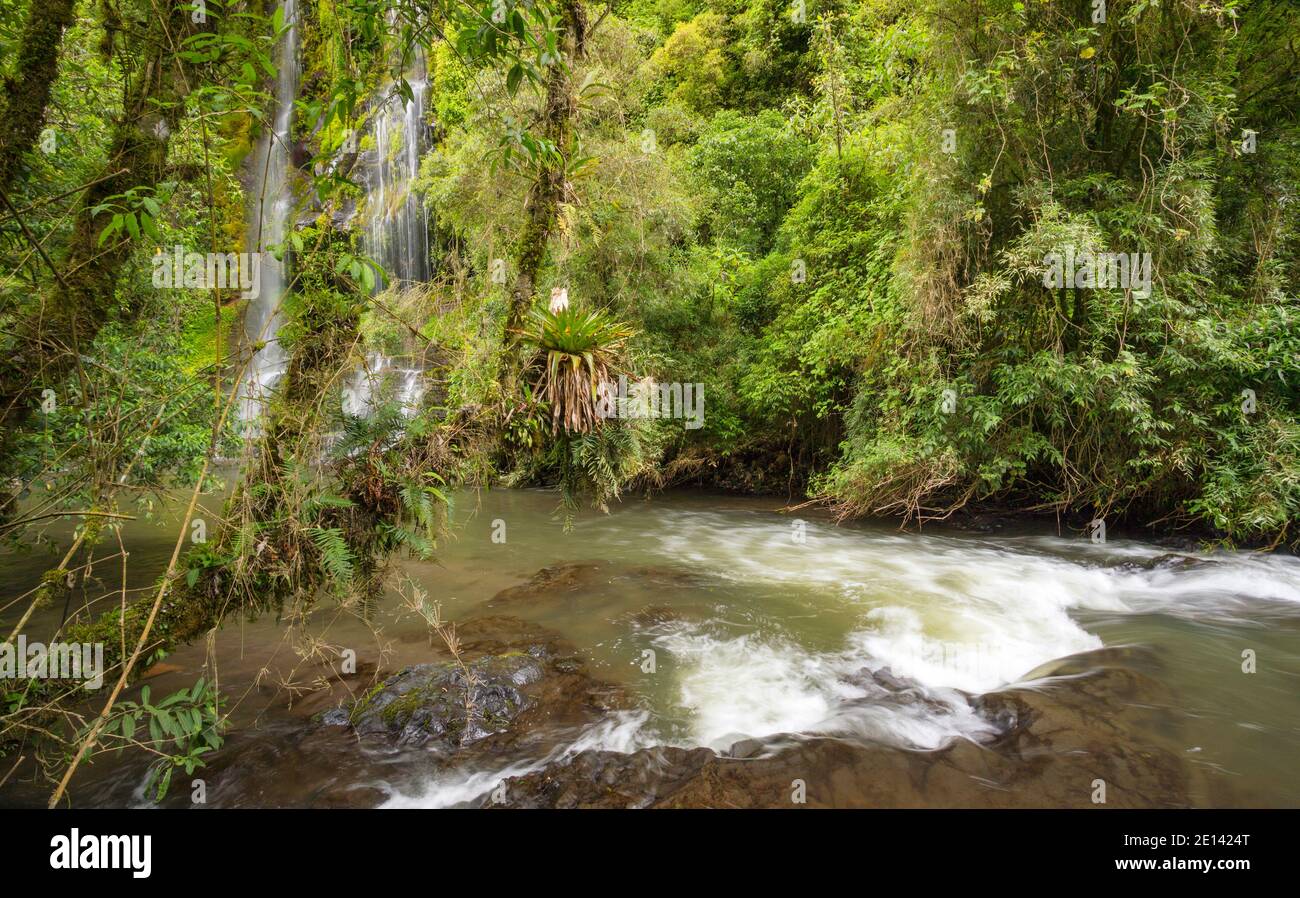 Rio Pita in una ripida gola della foresta nuvolosa vicino al vulcano Cotopaxi nelle Ande ecuadoriane. Foto Stock