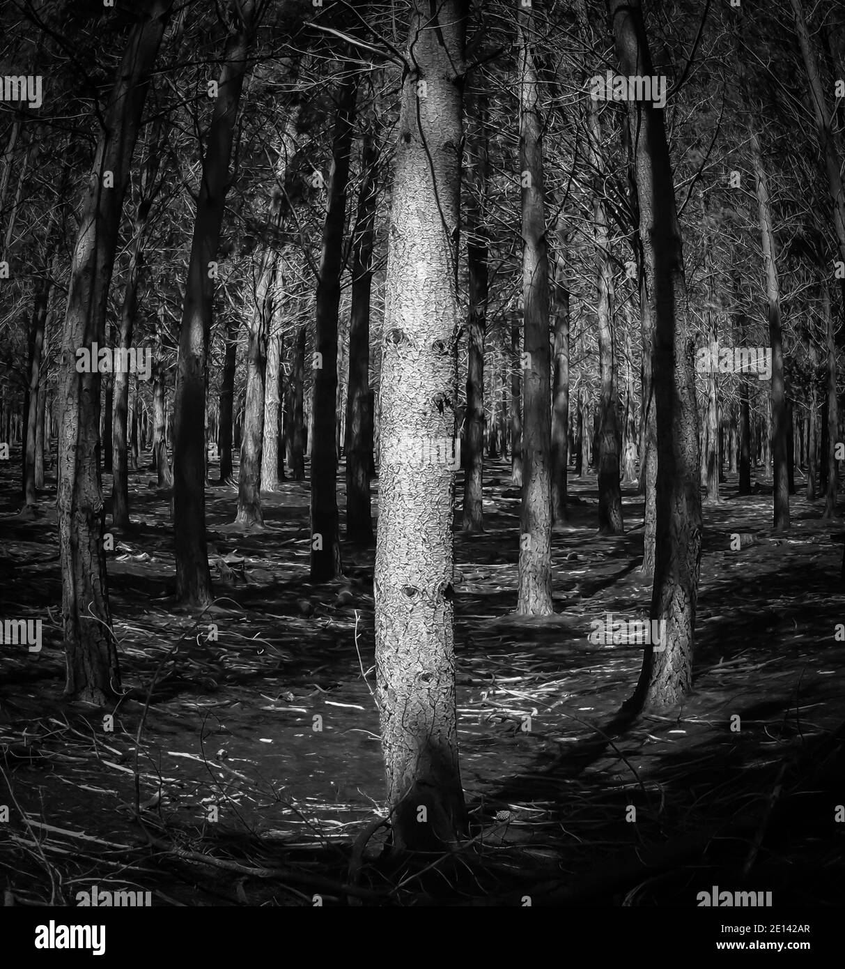 Città del Capo, Sud Africa -23/12/2019 Salto bianco e nero di alberi in una foresta. Crea una sensazione di buio. Foto Stock
