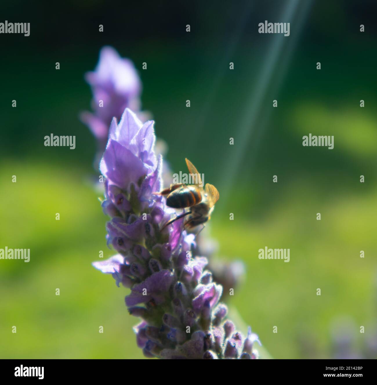 Città del Capo, Sud Africa - 21/07/2020 ape raccogliere il polline dalla lavanda. Fascio di luce solare che splende su di esso. Foto Stock