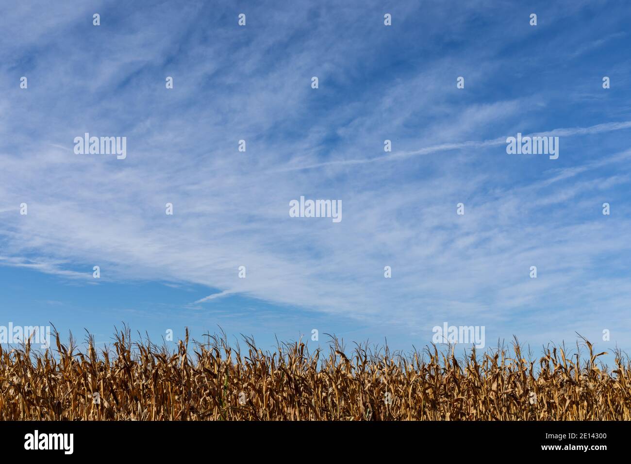 Cielo blu luminoso con nuvole sottili su un campo di stocchi di mais secco, spazio di copia creativo per il paesaggio autunnale, aspetto orizzontale Foto Stock