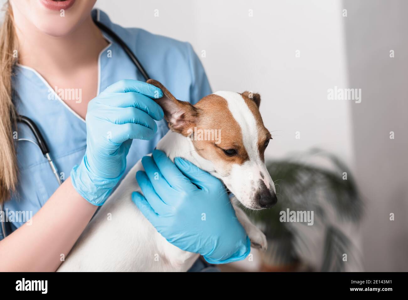 vista ritagliata di giovane veterinario in guanti di lattice che esamina il cane Foto Stock