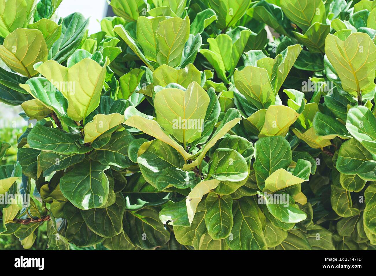 Primo piano vista di fico foglia Fiddle, Ficus lyrata una buona pianta per decorare casa o camera. Foto Stock