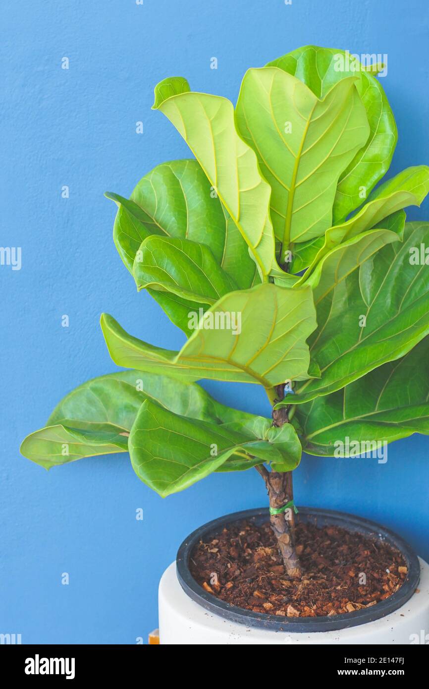Primo piano vista del fico a foglia di Fiddle, lyrata di Ficus con sfondo blu. Foto Stock