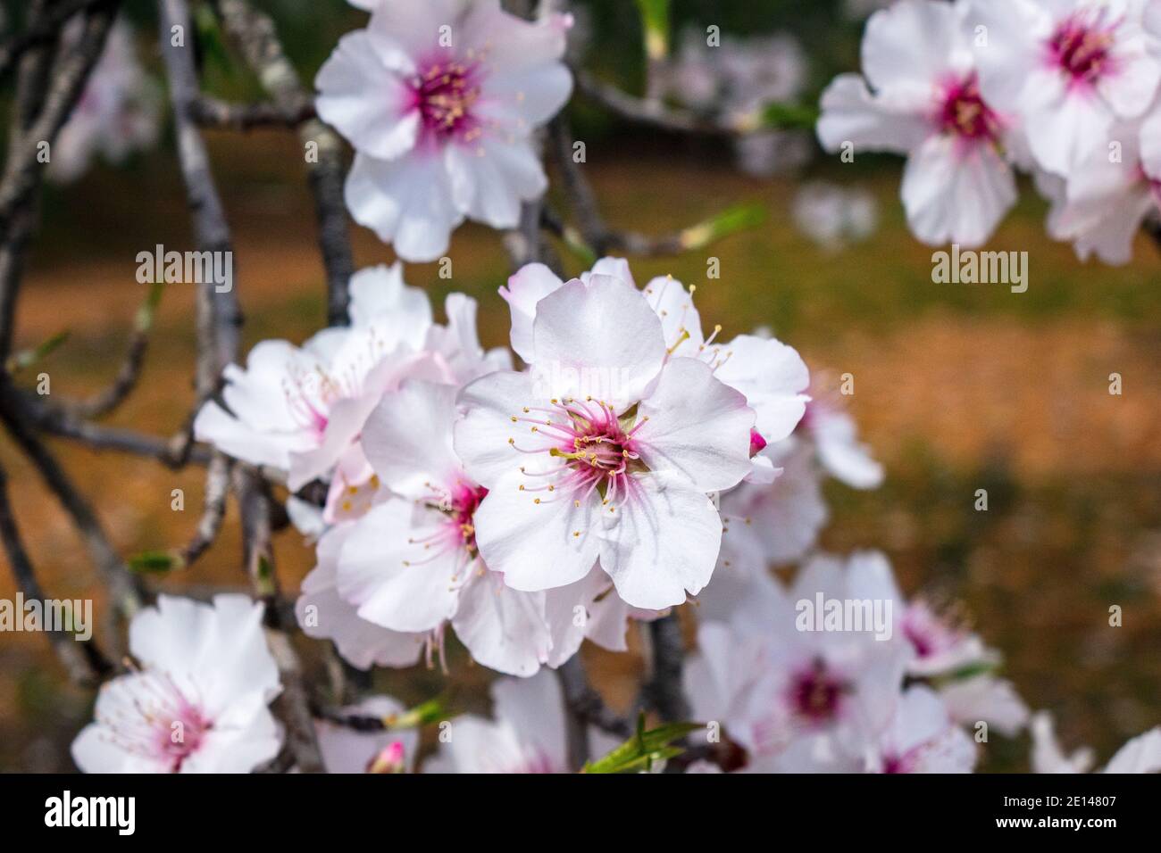 Alberi di mandorle (Prunus dulcis), fioritura nell'Algarve Portogallo appena a nord dell'entroterra da Albufeira Febbraio è tempo di fioritura di mandorle in Portogallo Foto Stock
