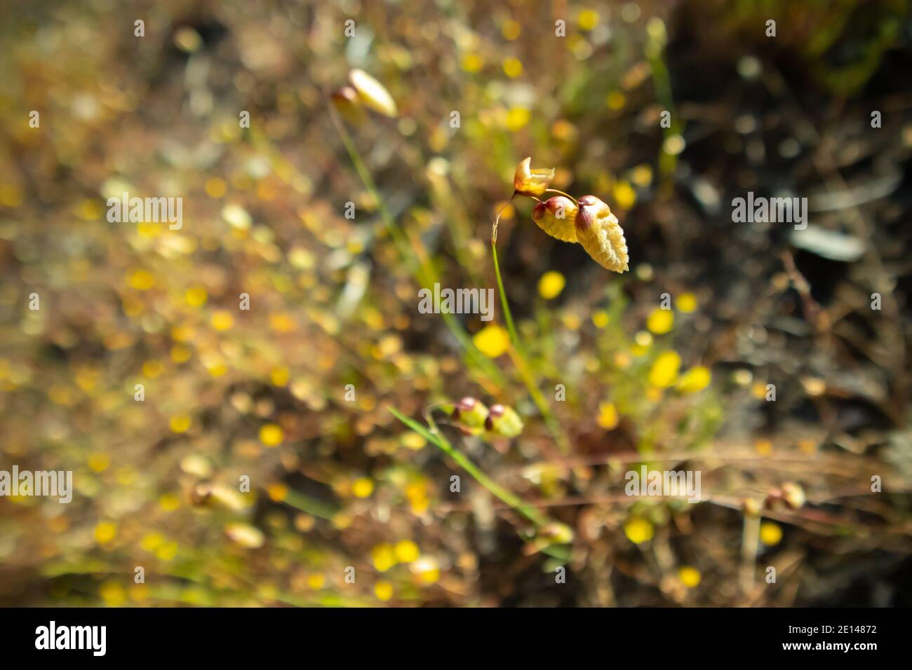 Constantiaberg, Città del Capo, Sud Africa - 18/10/2020 i fiori di granoturco canditi, che crescono forti in primavera, nei campi di Constantiaberg. Foto Stock
