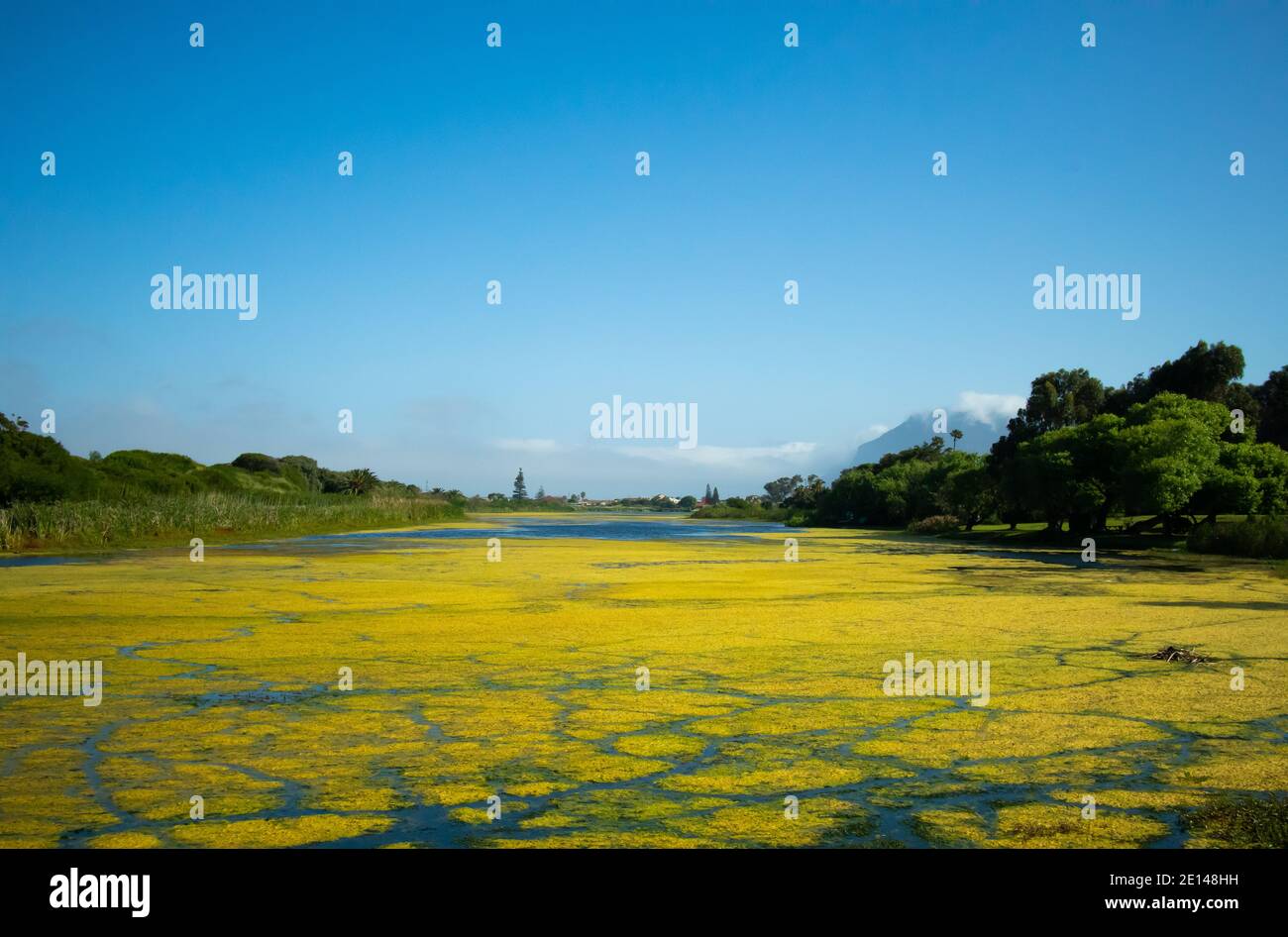 Elfindale- Città del Capo, Sud Africa - 23/10/2020 Elfindale parchi murky e alghe lago coperto durante la primavera. Foto Stock