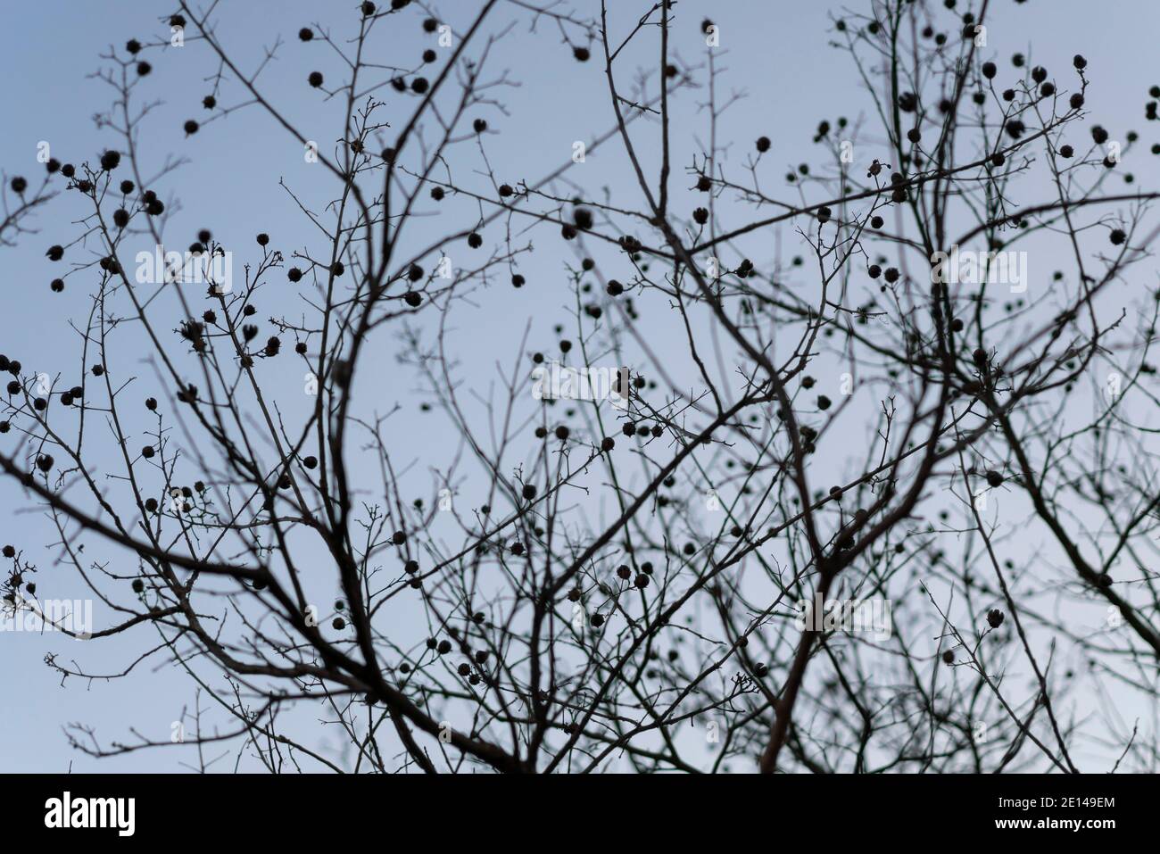 Silhouette di ramo al crepuscolo invernale, Isehara City, Prefettura di Kanagawa, Giappone Foto Stock