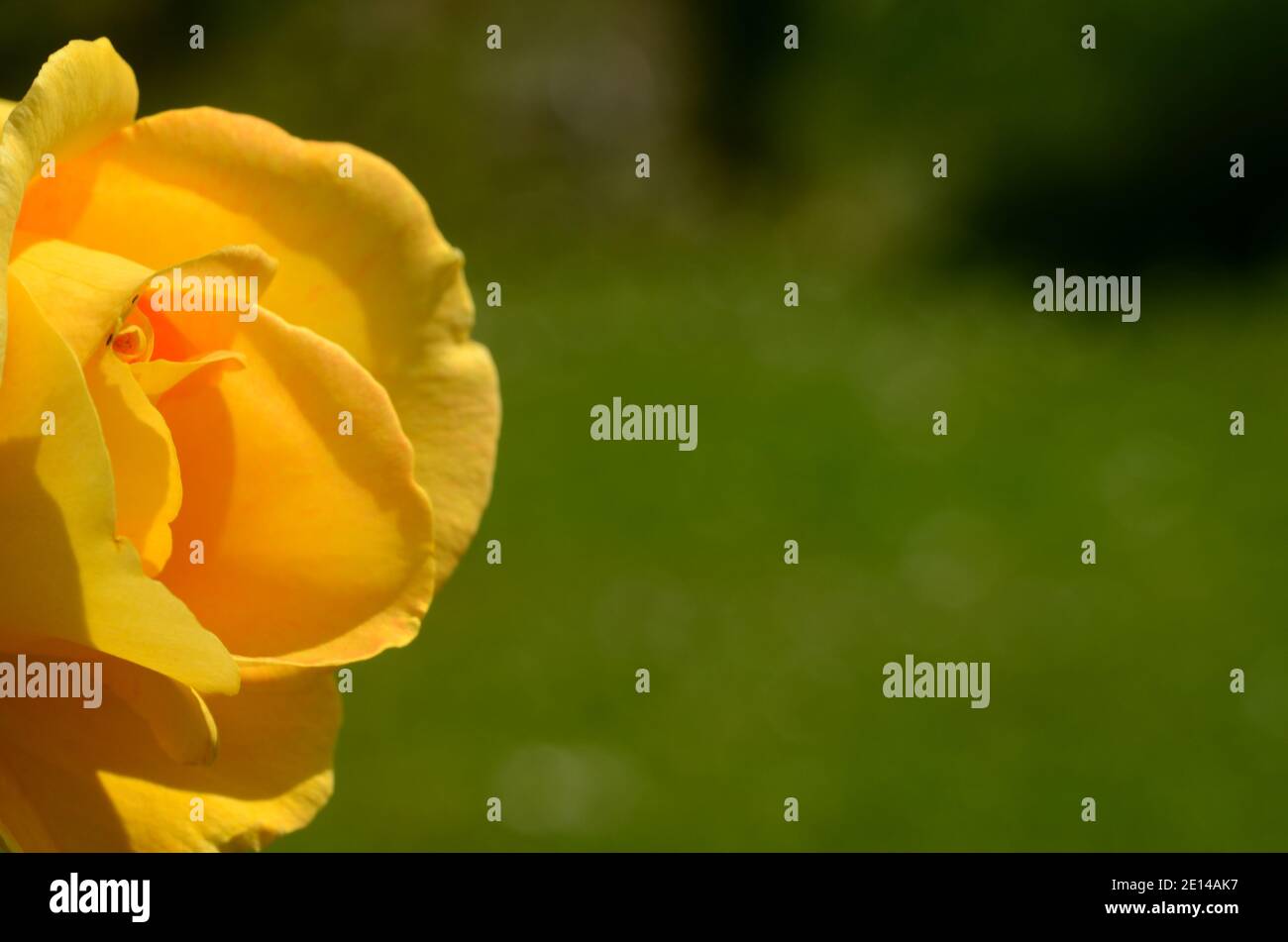 rosa gialla fresca con sfondo verde Foto Stock