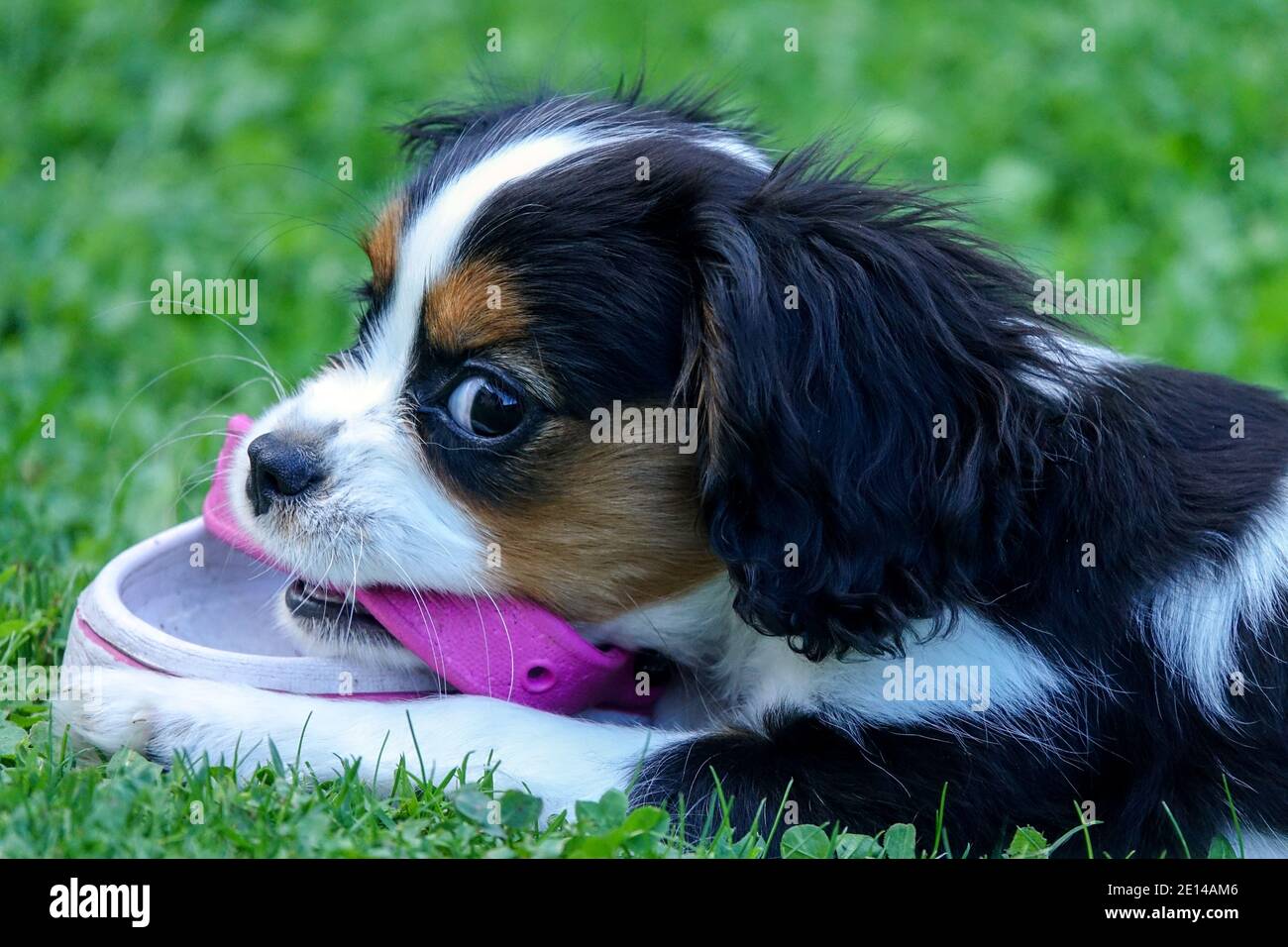 Cavalier re Charles Spaniel cucciolo cane morde una scarpa Foto Stock