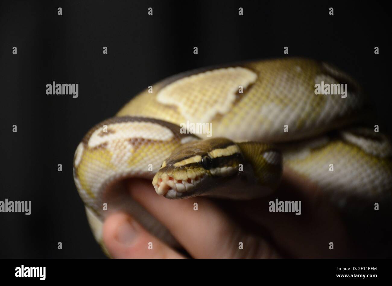 Python reale, carbo Foto Stock