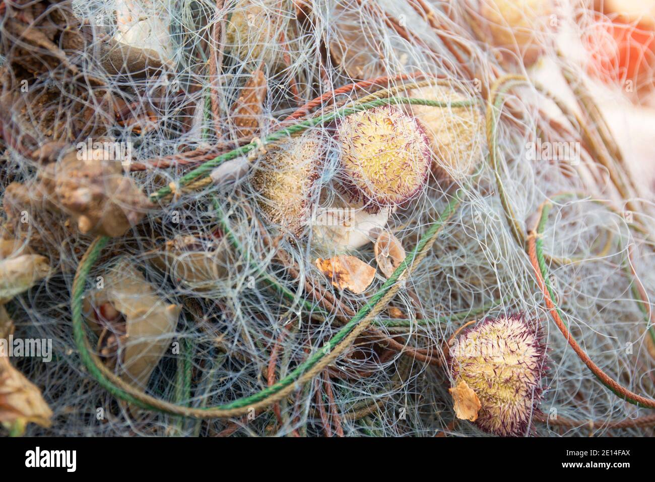 Creature marine ancora intrappolate nelle reti dei pescatori Foto Stock