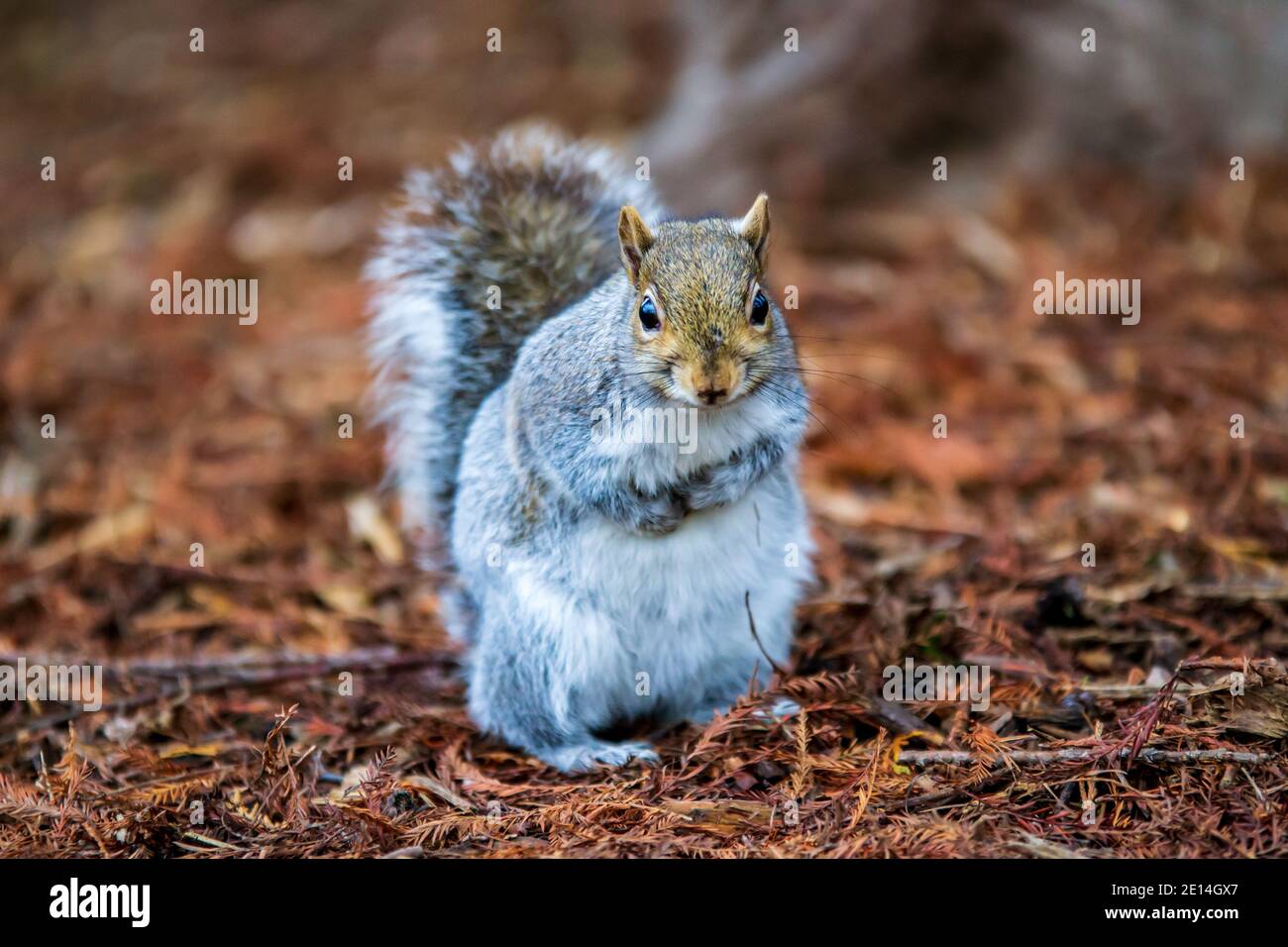 Primo piano di uno Sciurus carolinensis (Squirrel grigio) in piedi su bastoni e foglie con le sue zampe insieme nel Warwickshire, Regno Unito durante l'inverno. Foto Stock