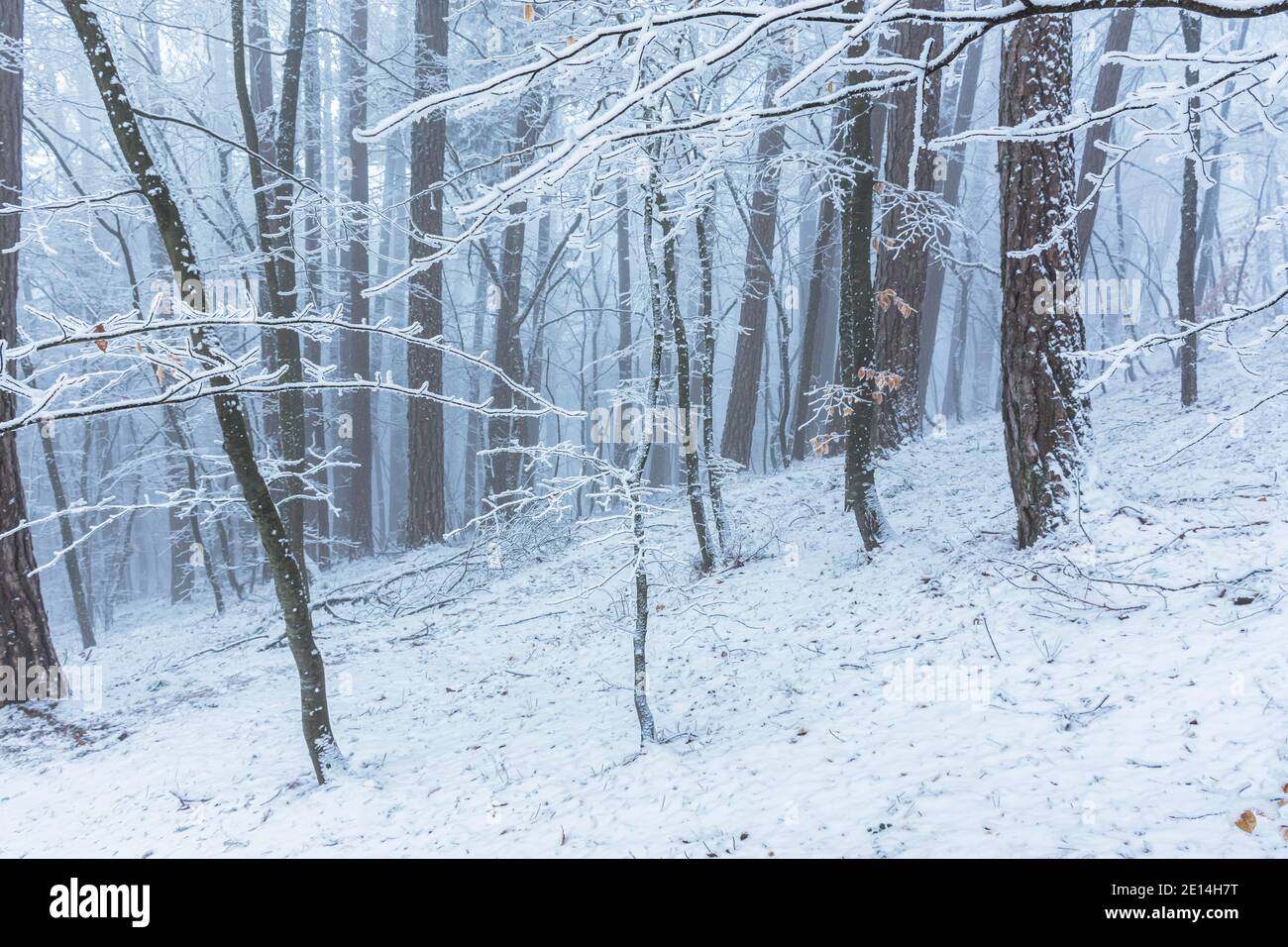 Inverno neve-coperta fata foresta. Rami di albero coperti di gelo. Un giorno di nebbia, coperto. Sfondo naturale in tonalità fresche. Mattina gelida nel wi Foto Stock