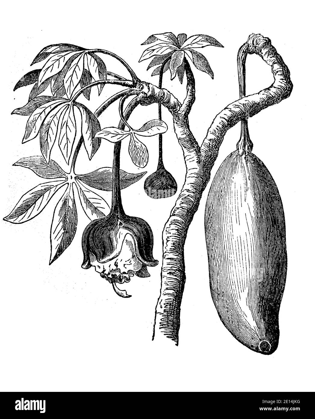 Frutto e fiore di baobab, Adansonia digitata, illustrazione del 1870 / Frucht und Blüte des Affenbrotbaum, Baobab, Adansonia digitata, Illustrazione aus 1870, Historisch, storico, digitale riproduzione migliorata di un originale del 19 ° secolo / digitale Reproduktion einer Originalvollage aus dem 19. Jahrhundert, Foto Stock