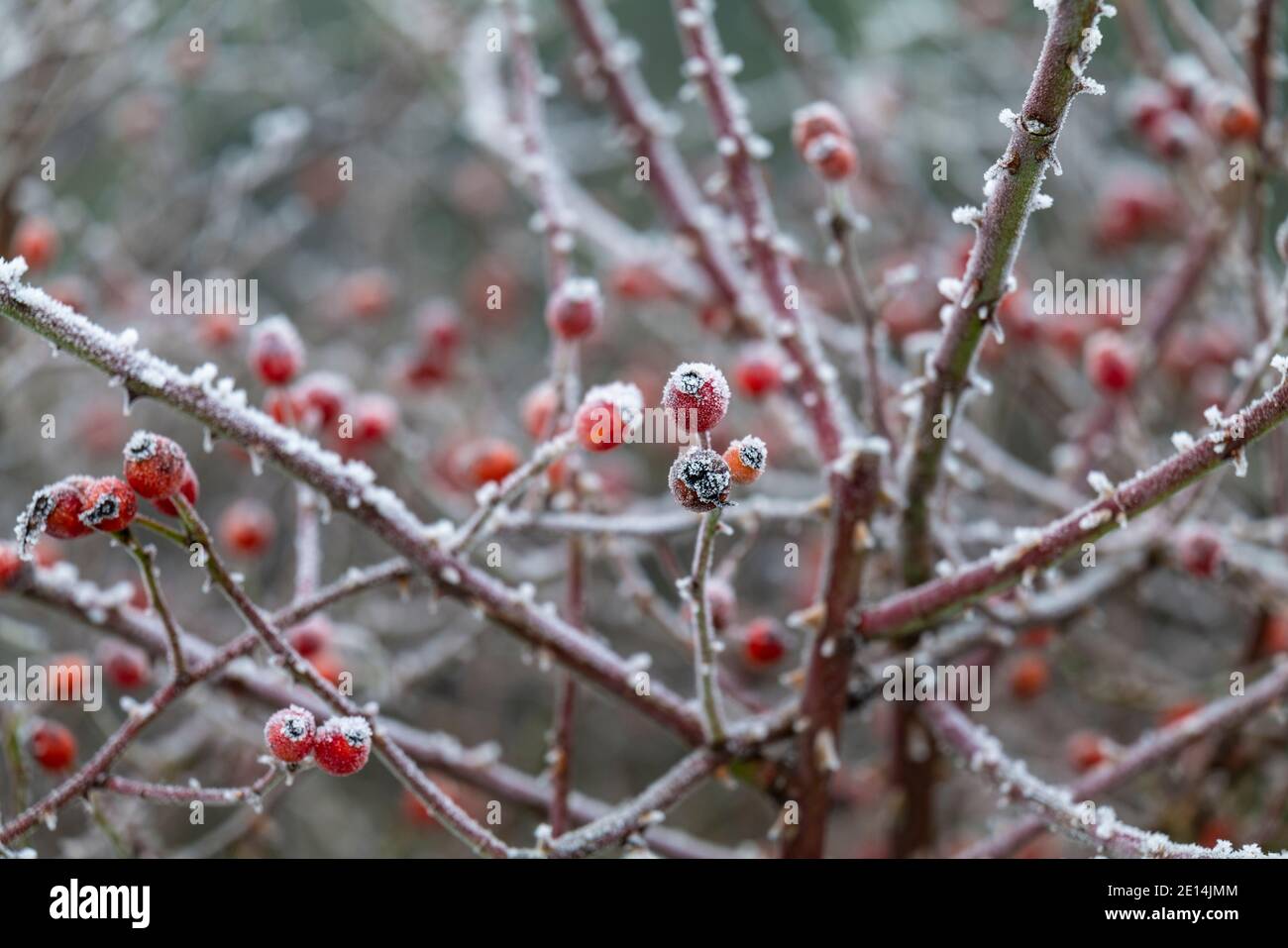 Anche di rose in inverno. Foto Stock