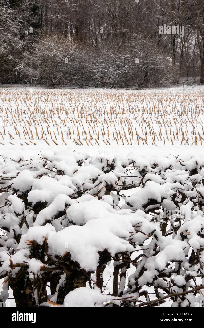 Regno Unito, Inghilterra, Cheshire, Congleton, Astbury, crop stoppia agricola in inverno Foto Stock
