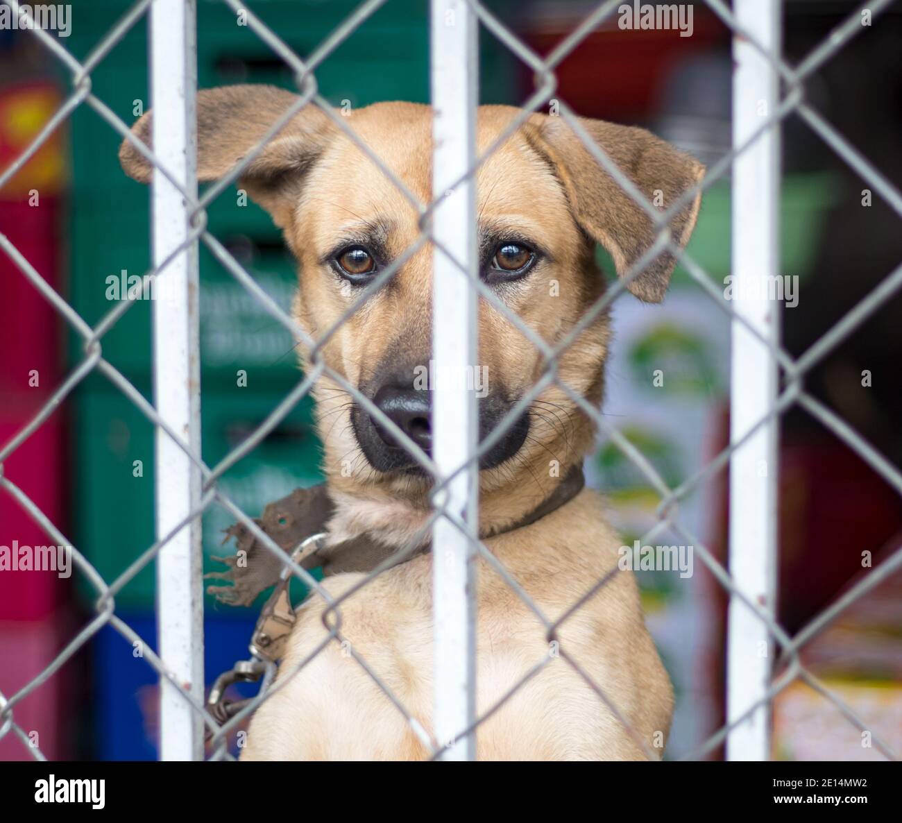 La faccia di un cane rosso con un collare dietro una grata di ferro Foto  stock - Alamy