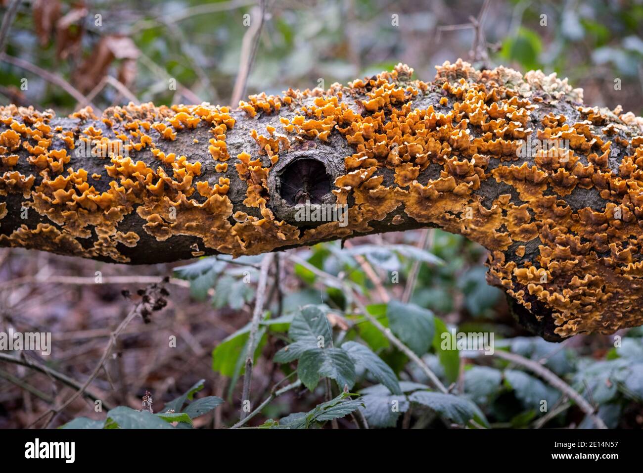 Primo piano della crescita di funghi a motivi di Intrecate su un albero caduto in un bosco inglese, Worcestershire, Regno Unito. Foto Stock