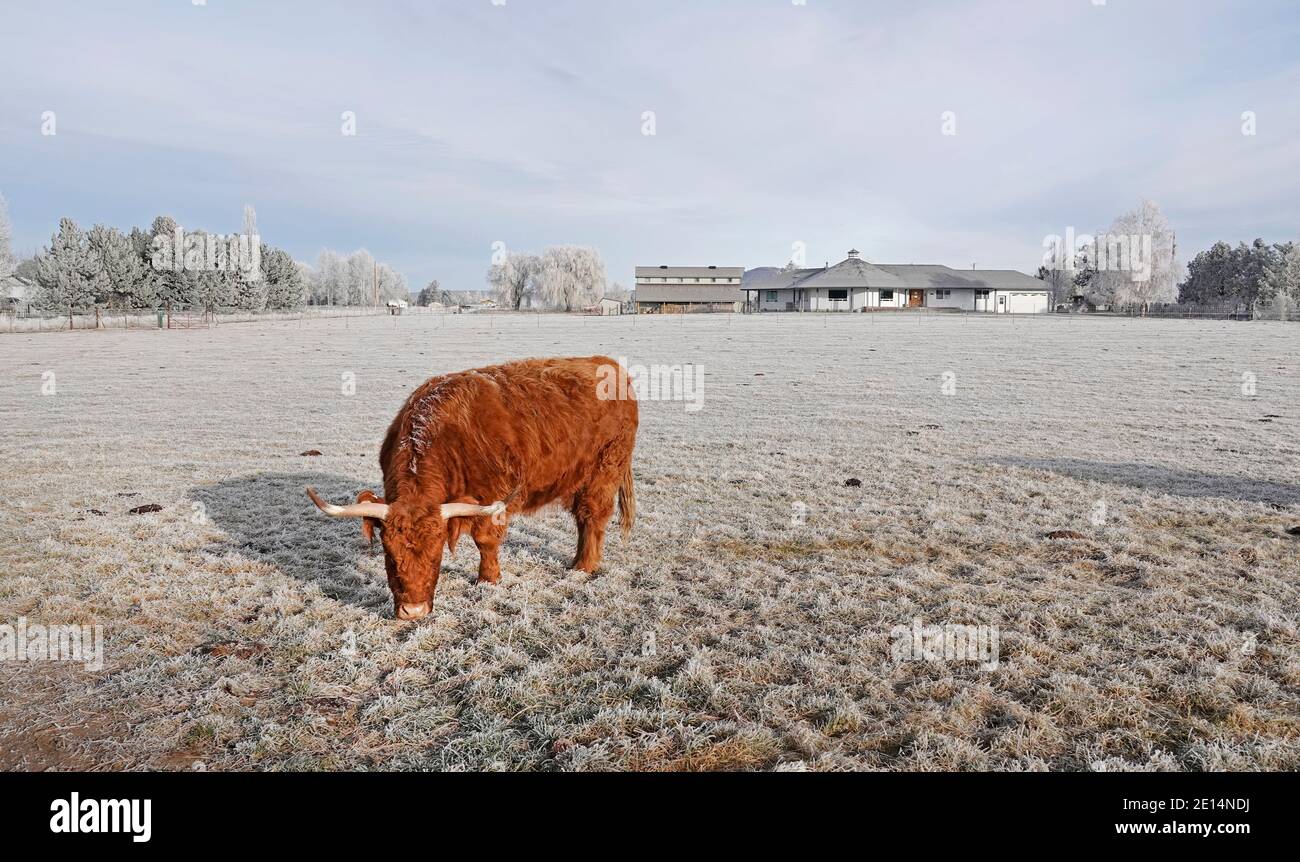 Ritratto di una mucca delle Highlands, o bestiame delle Highland, Bos taurus taurus, in un campo gelido in una piccola fattoria a Tumalo, Oregon. Foto Stock