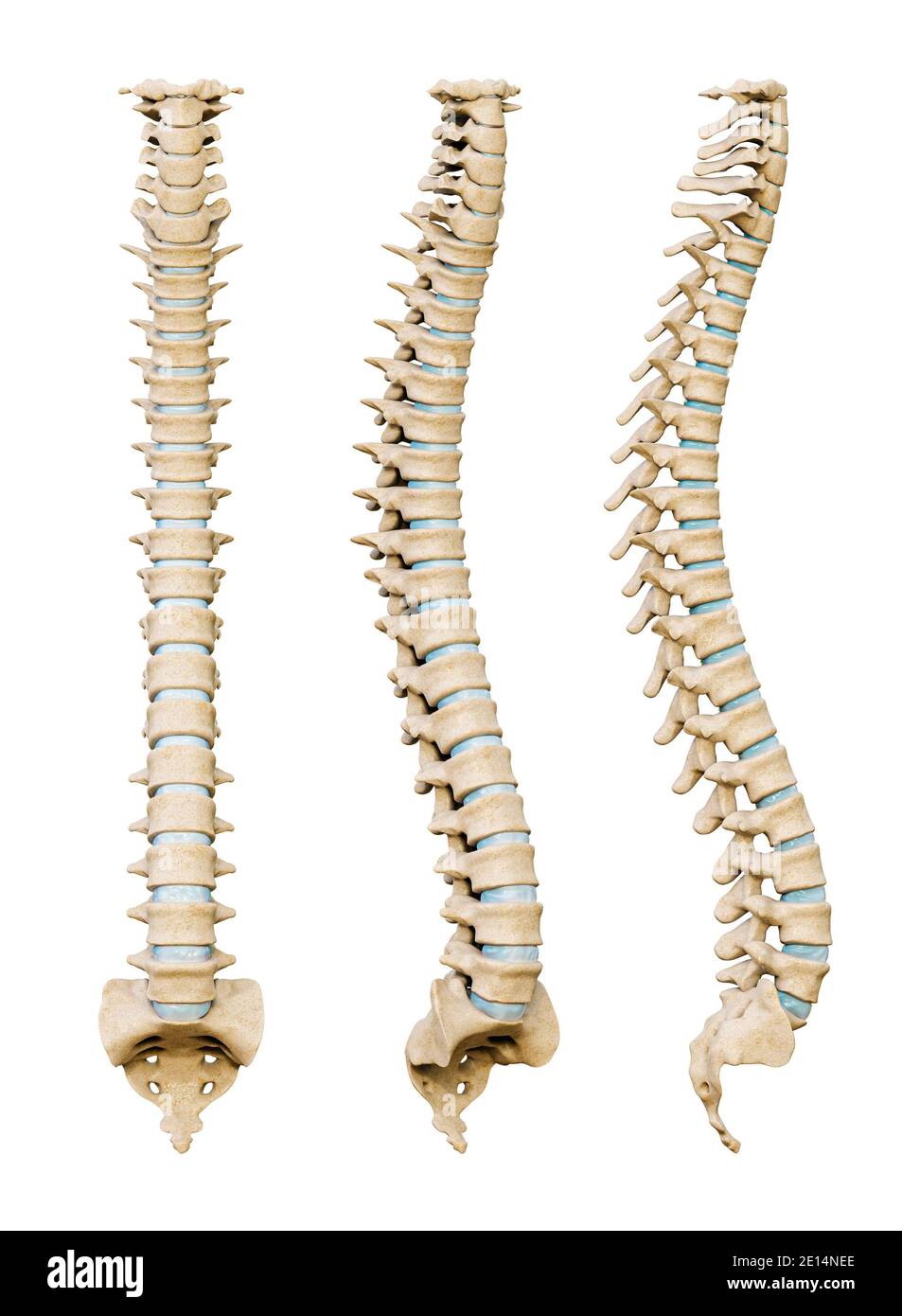 Colonna vertebrale umana o dorsale da vari angoli isolati su uno sfondo bianco. Rappresentazione 3D scientifica di anatomia e medicina. Foto Stock