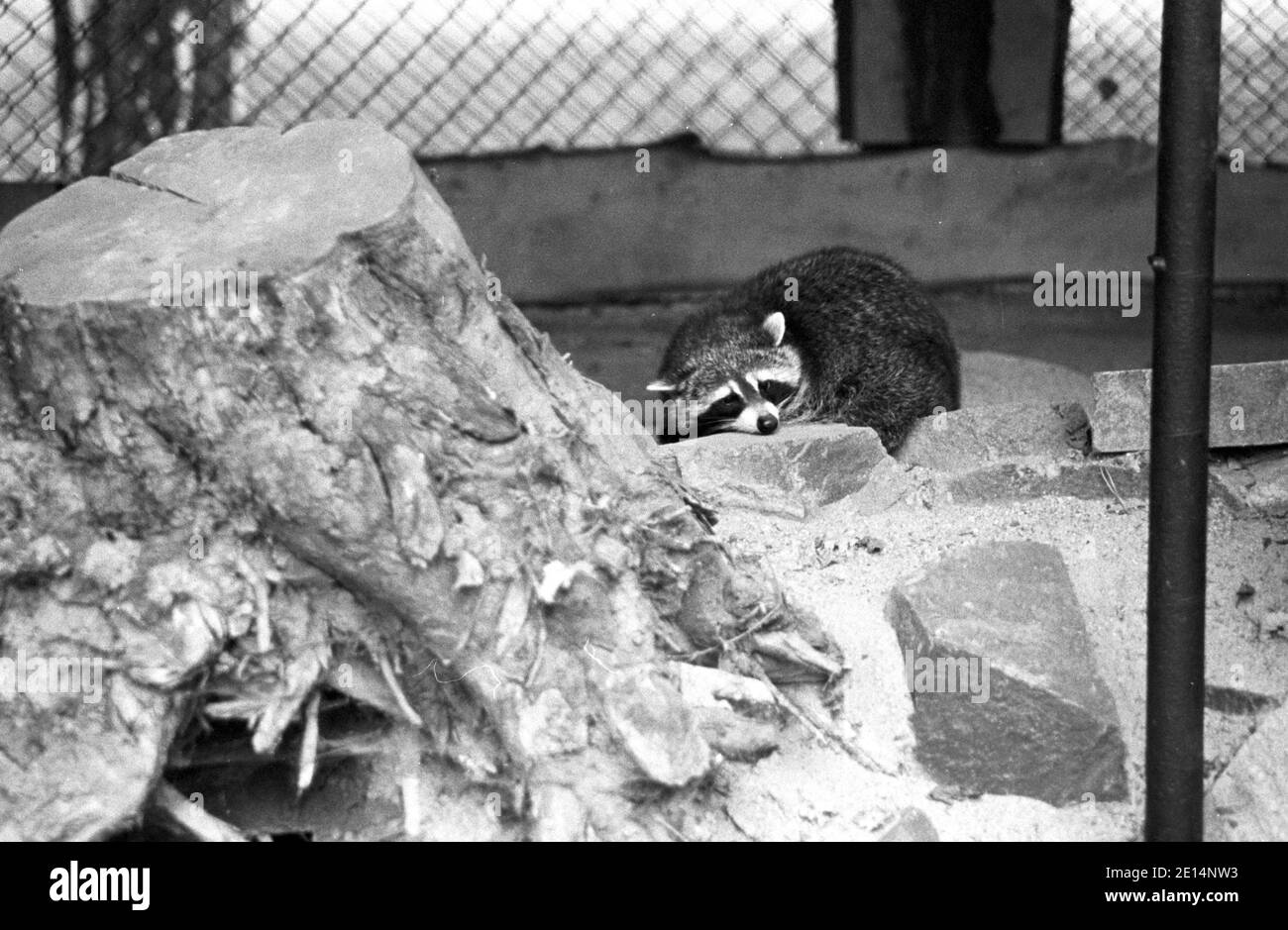 15 settembre 1981, Sassonia, Eilenburg: Nello zoo di Eilenburg un procione guarda attraverso i bar presso i visitatori nell'autunno 1981. Data esatta della registrazione non nota. Foto: Volkmar Heinz/dpa-Zentralbild/ZB Foto Stock