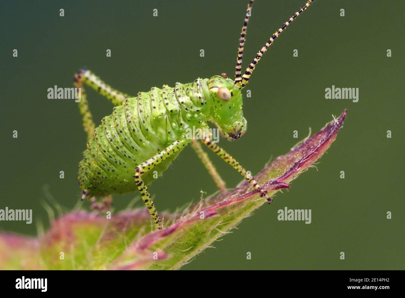 Chiazzato Bush Cricket nymph (Leptophyes punctatissima) appollaiato sulla foglia. Tipperary, Irlanda Foto Stock