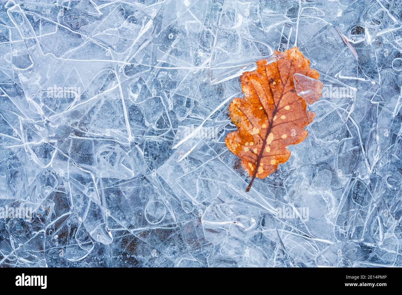 Una foglia di quercia autunnale intrappolata sotto strati di sottili fogli di ghiaccio, Cumbria, Lake District, Inghilterra, UK, GB, Europa Foto Stock