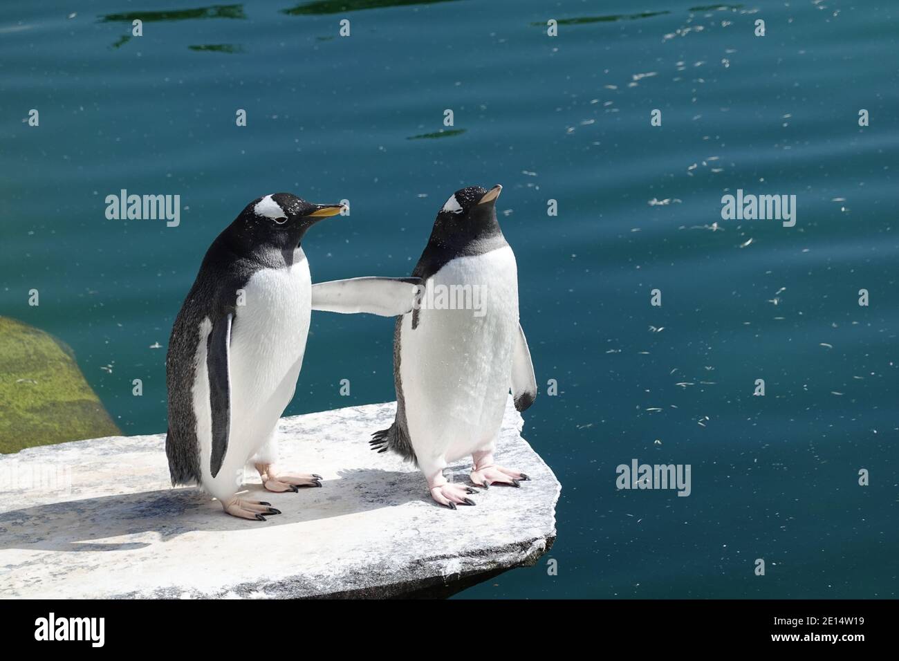 I pinguini presso lo Zoo di Edimburgo Foto Stock