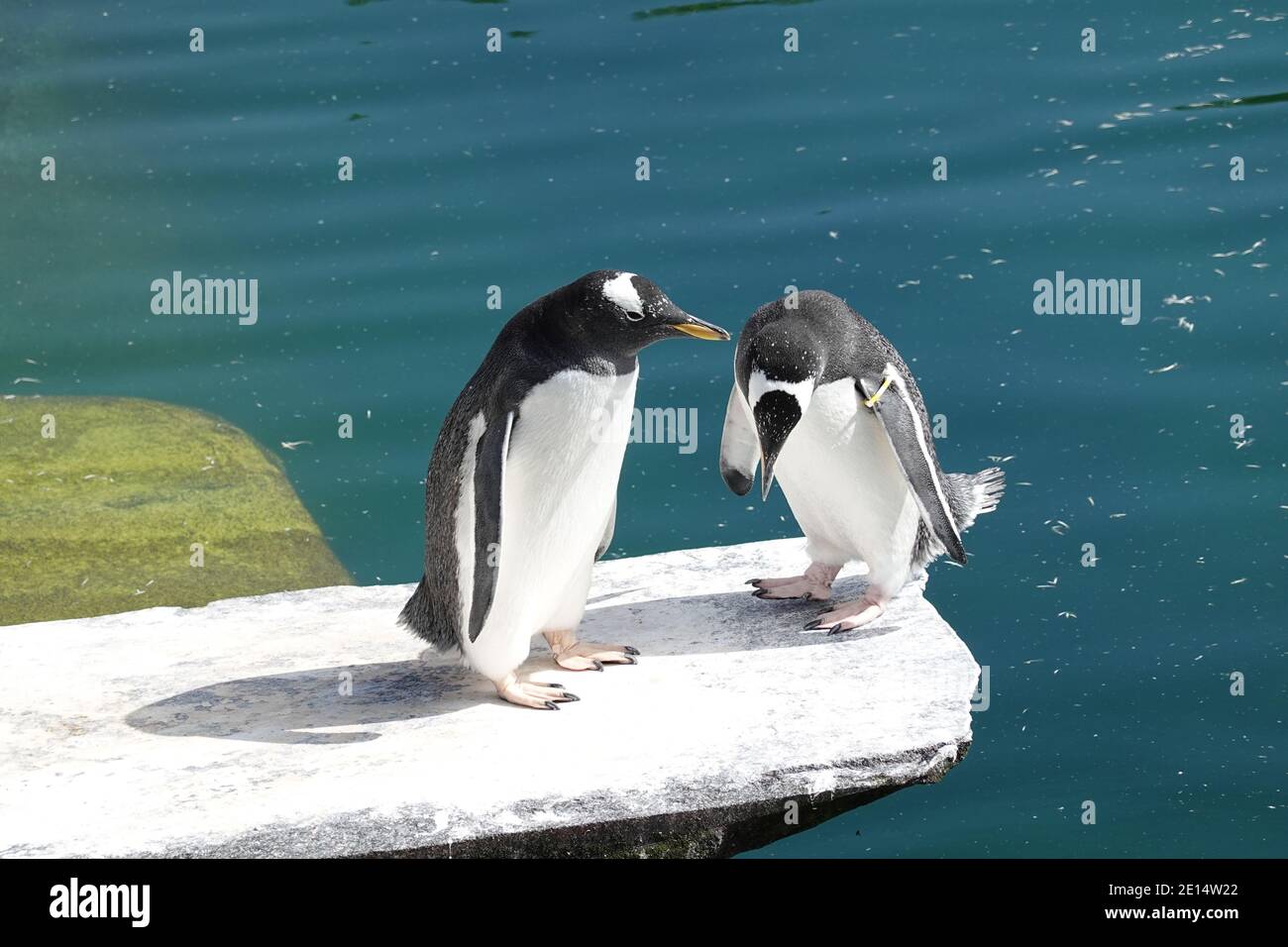 I pinguini presso lo Zoo di Edimburgo Foto Stock