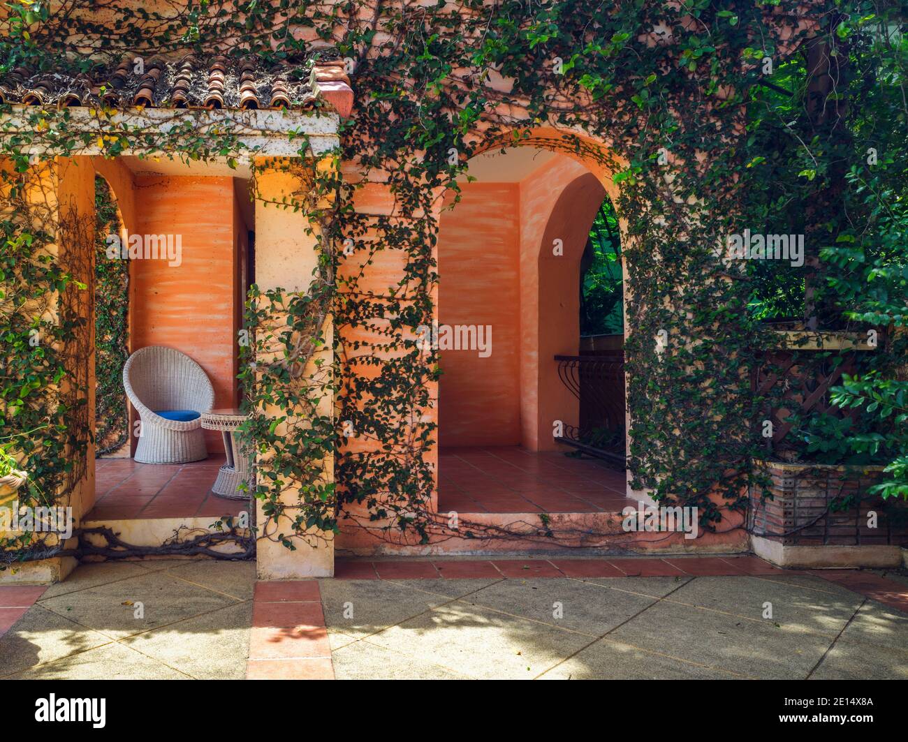 bel ramo verde di foglie d'edera sulla parete arancione del soggiorno interni ed esterni decorati Foto Stock