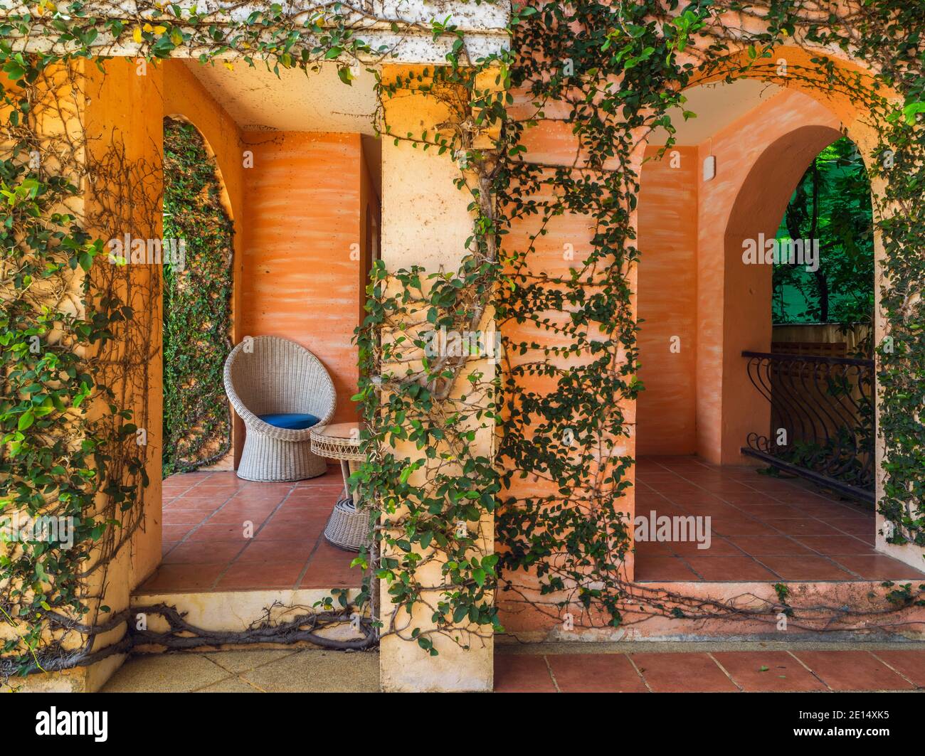 bel ramo verde di foglie d'edera sulla parete arancione del soggiorno interni ed esterni decorati Foto Stock