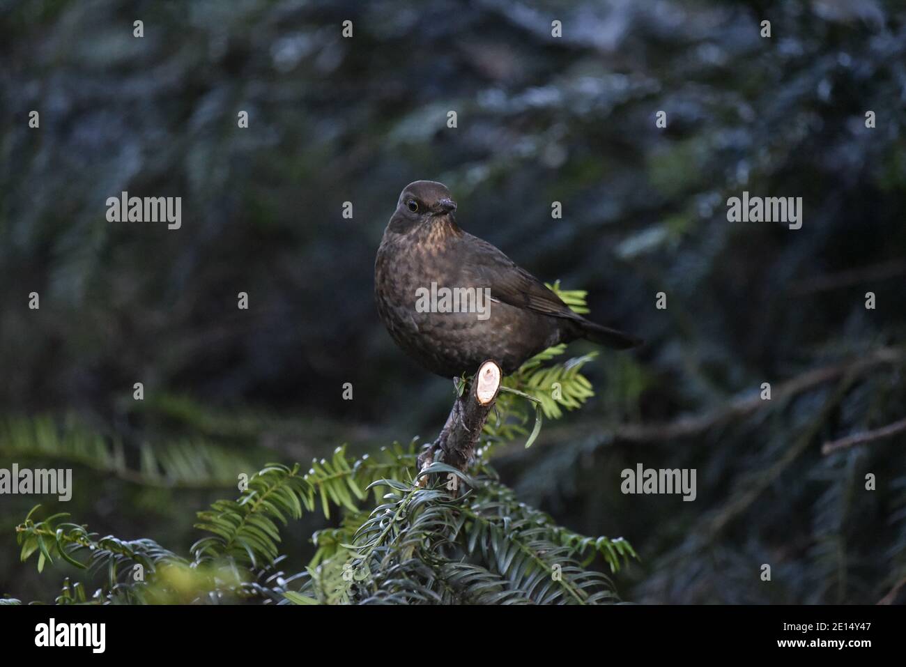 Comune Blackbird (Turdus merula) femmina arroccato sulla cima del ramo, di fronte a fotocamera, su una riserva naturale in inverno, Regno Unito Foto Stock