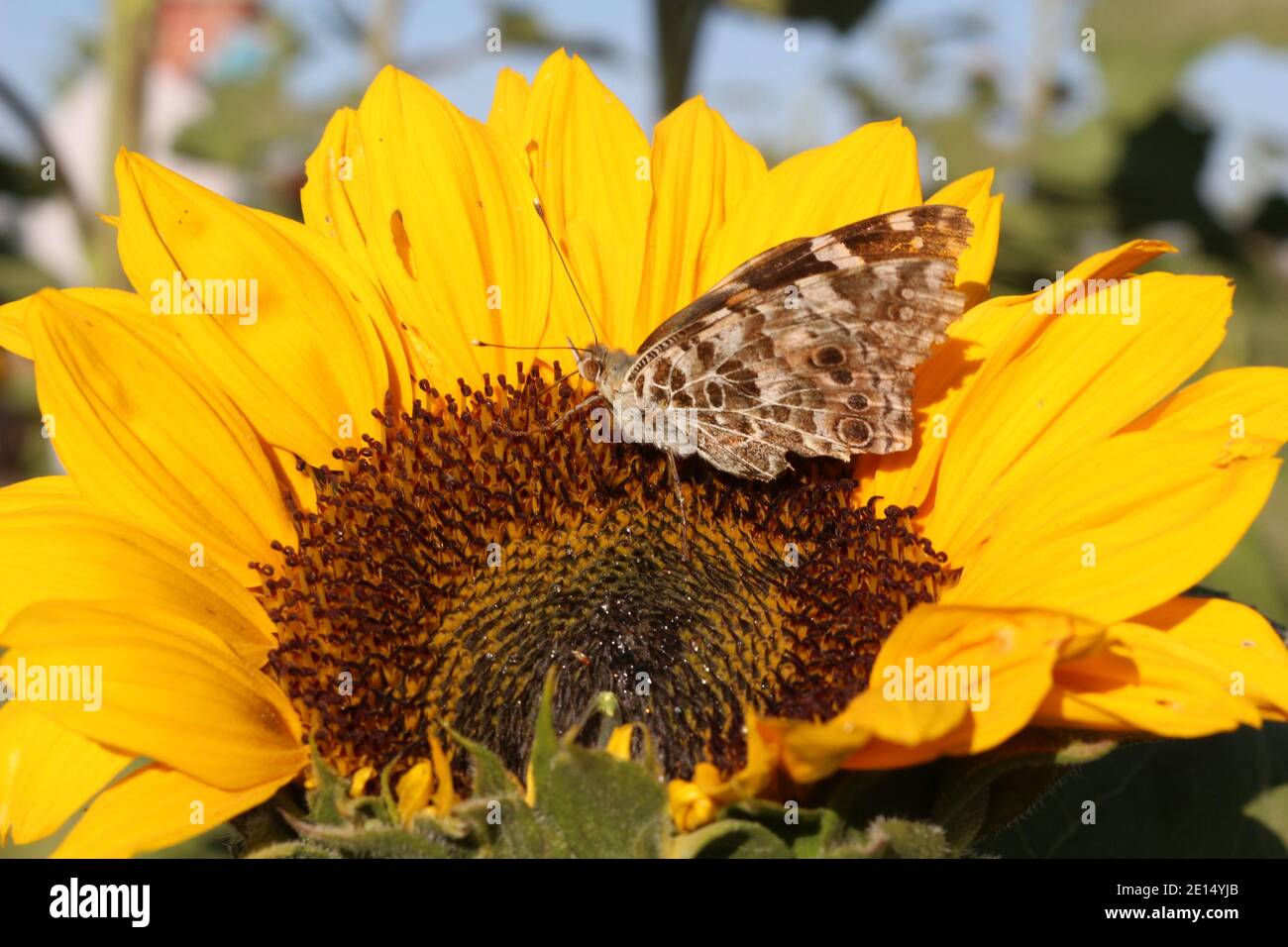 Una falena seduta su un fiore del sole Foto Stock