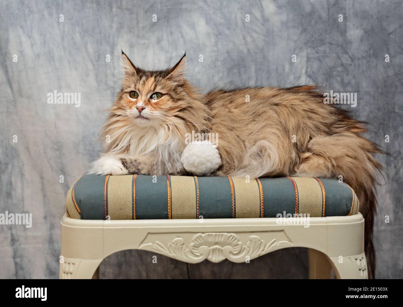 Bella norvegese gatto foresta femmina riposante su una sedia a righe Foto Stock