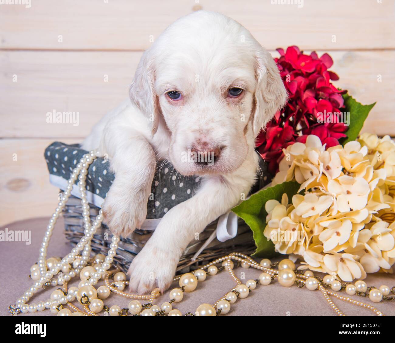 Bianco con orange flecks incastonatore inglese cucciolo di cane in un cestino di legno con fiori e perline. Scheda glamour Foto Stock