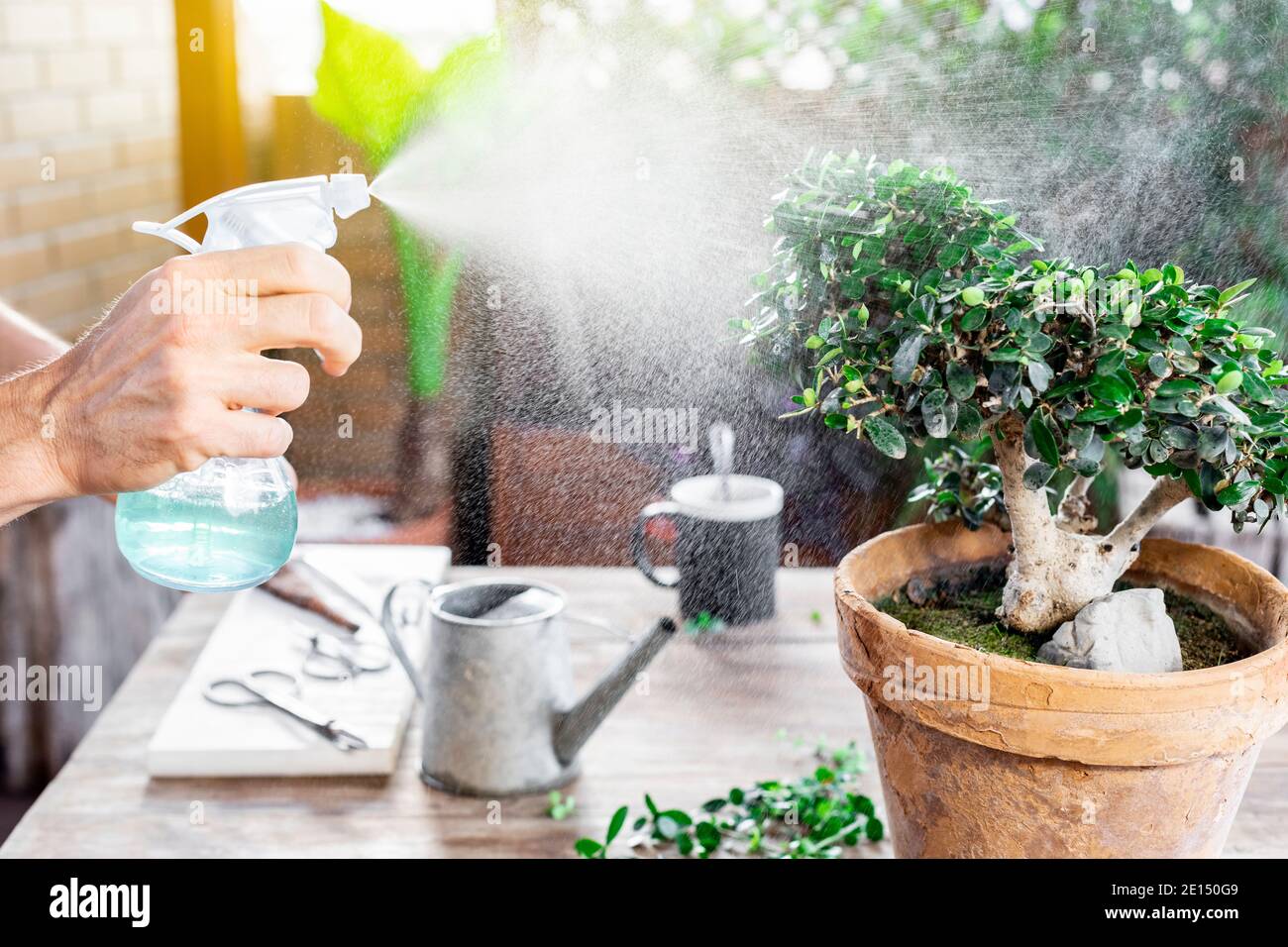 Uomo che innaffia foglie di bonsai. Foto Stock