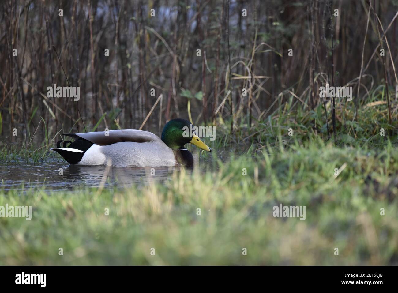 Male Mallard Duck (Anas platyrhynchos) Nuoto sul bordo del lago con erba in fronte e canne dietro, in inverno nel Regno Unito Foto Stock