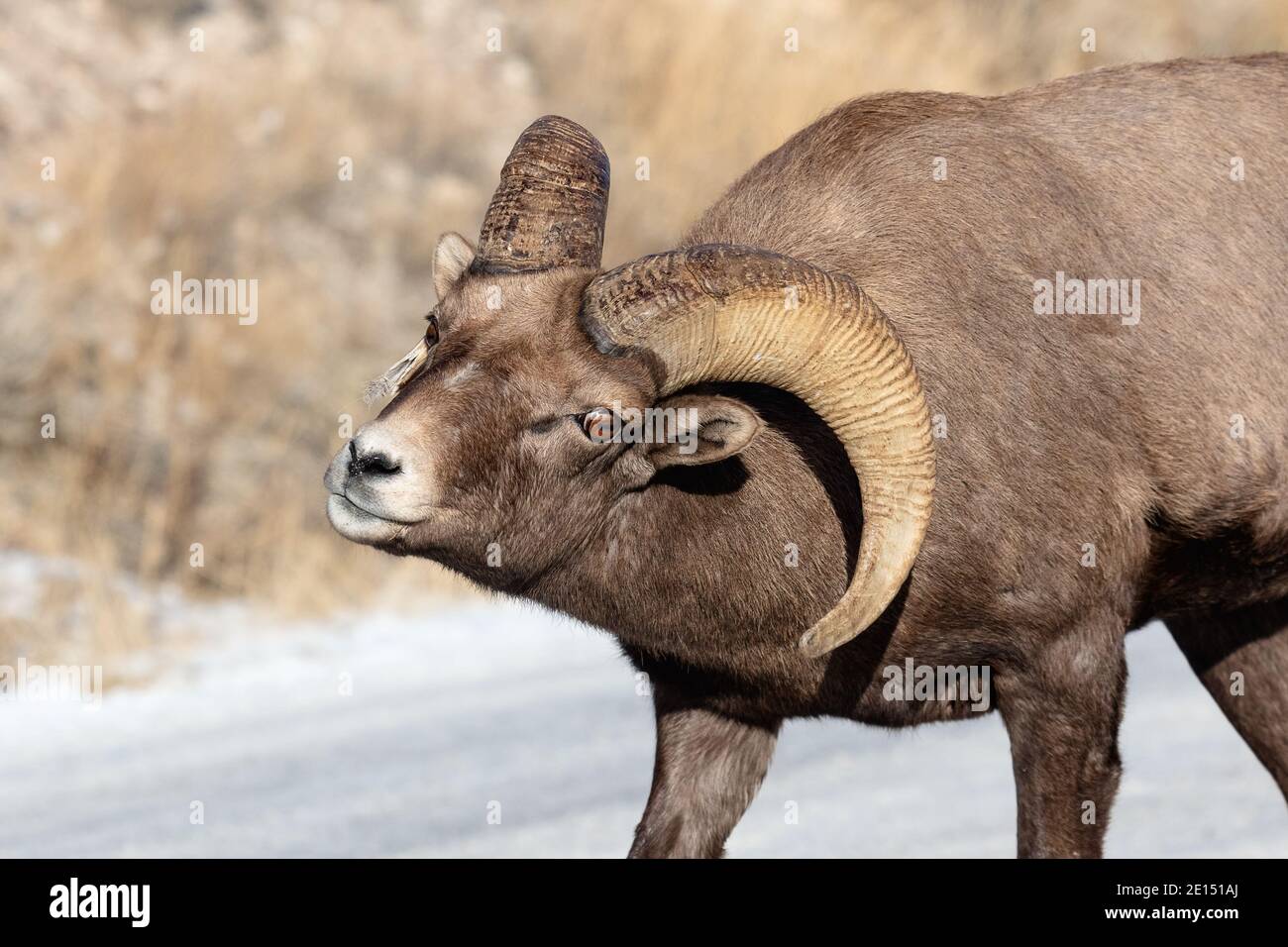 Ariete di pecora di Bighorn nel National Elk Refuge di Jackson, Wyoming, USA Foto Stock