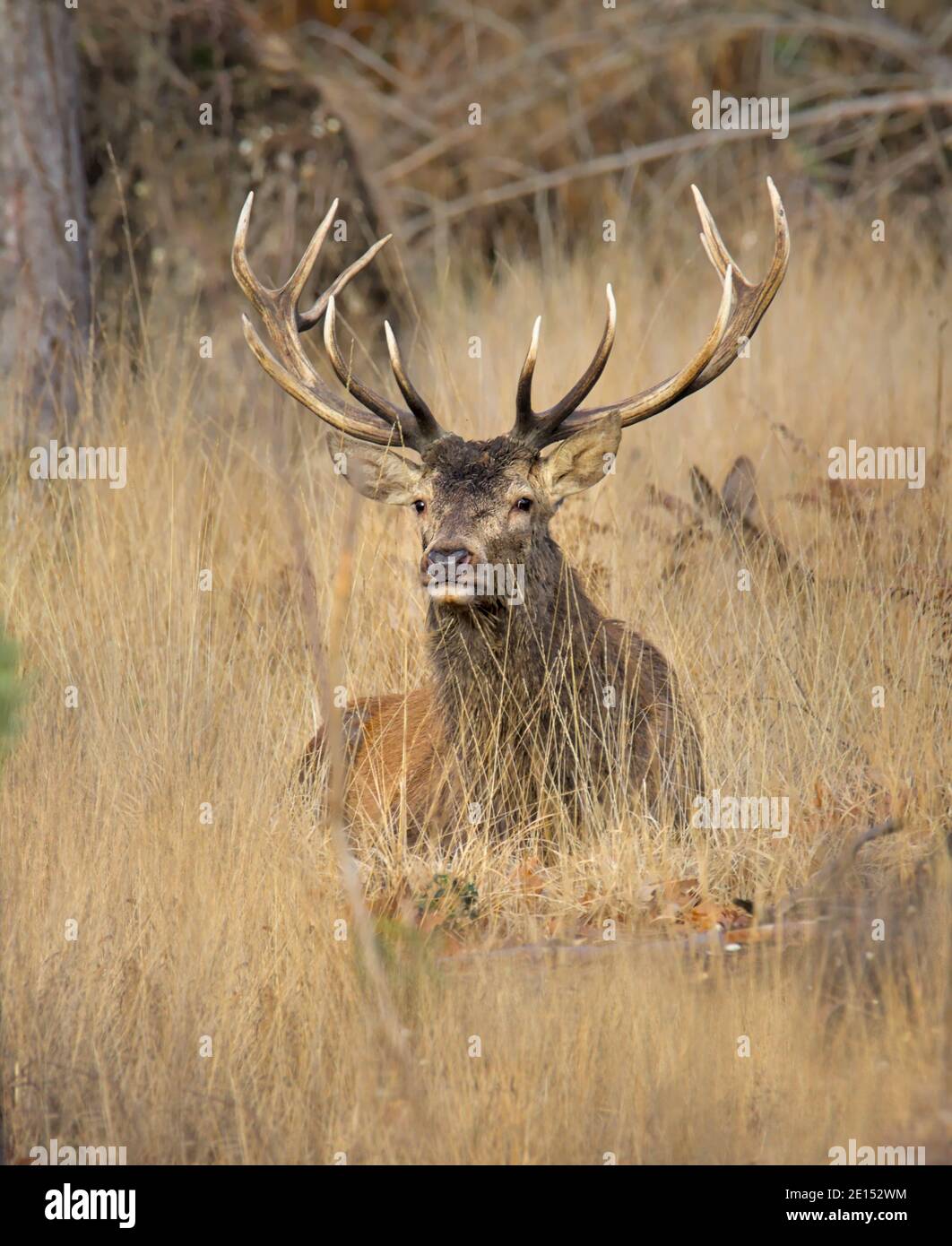 Old Male Red Deer Stag, Cervus elaphus, con Antlers seduto tra i morti Grass guardando la fotocamera. Preso New Forest Regno Unito Foto Stock