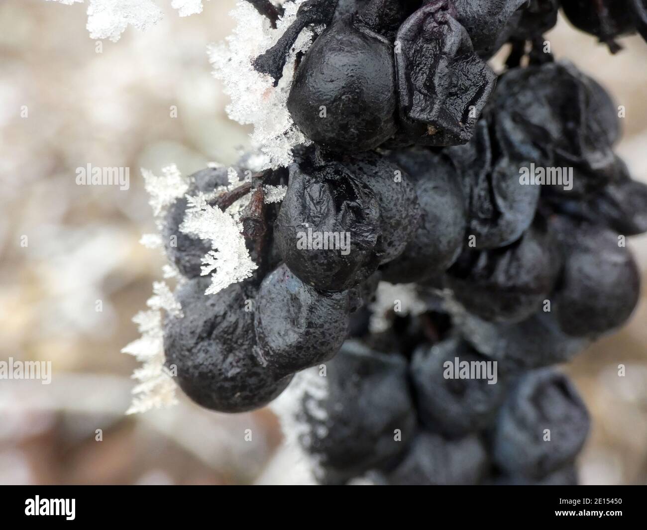 Uve mature e azzurre ancora impigliate in vigna, Icewine, distretto viticolo Rhinehesse, Germania Foto Stock