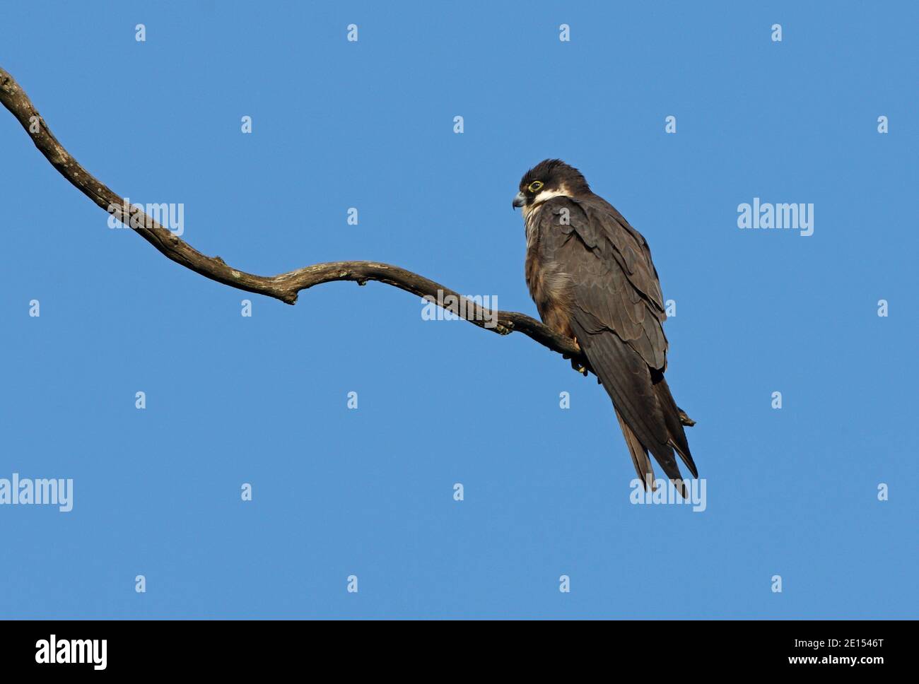 Eurasian Hobby (Falco subbuteo) adulto arroccato sul ramo morto Marocco Aprile Foto Stock