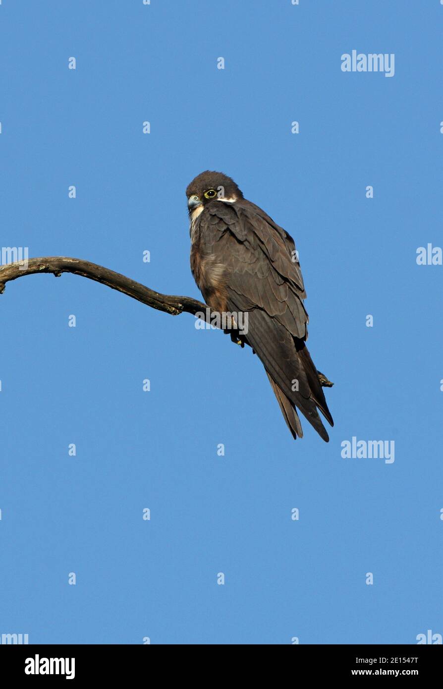 Eurasian Hobby (Falco subbuteo) adulto arroccato sul ramo morto Marocco Aprile Foto Stock