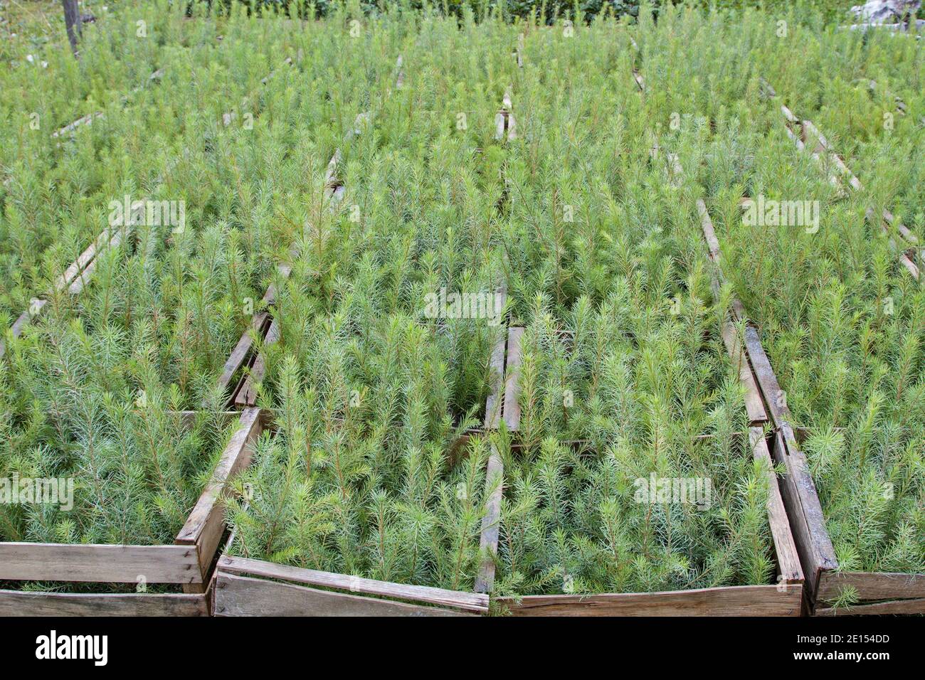 Piantine di alberi per il rimboschimento di un pendio di montagna nelle Alpi Ammergau Foto Stock