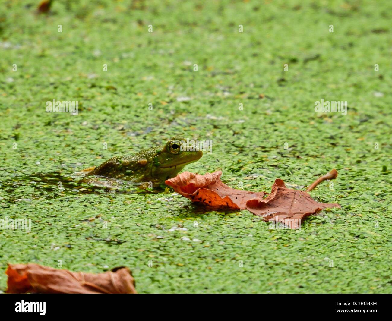Rana in uno stagno: Un Bullfrog si siede principalmente visibile in uno stagno con una crescita in fiore duckweed e alcune foglie di caduta seduta sulla cima del duckweed e l'acqua Foto Stock