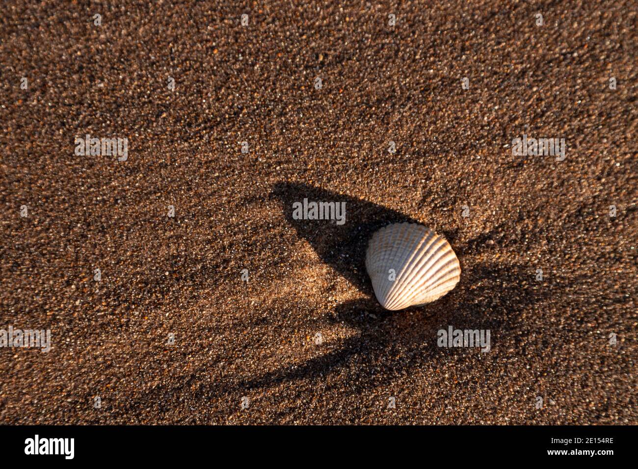 Conchiglia di clam nella luce del sole sulla spiaggia di Prestatyn, Galles del Nord Foto Stock