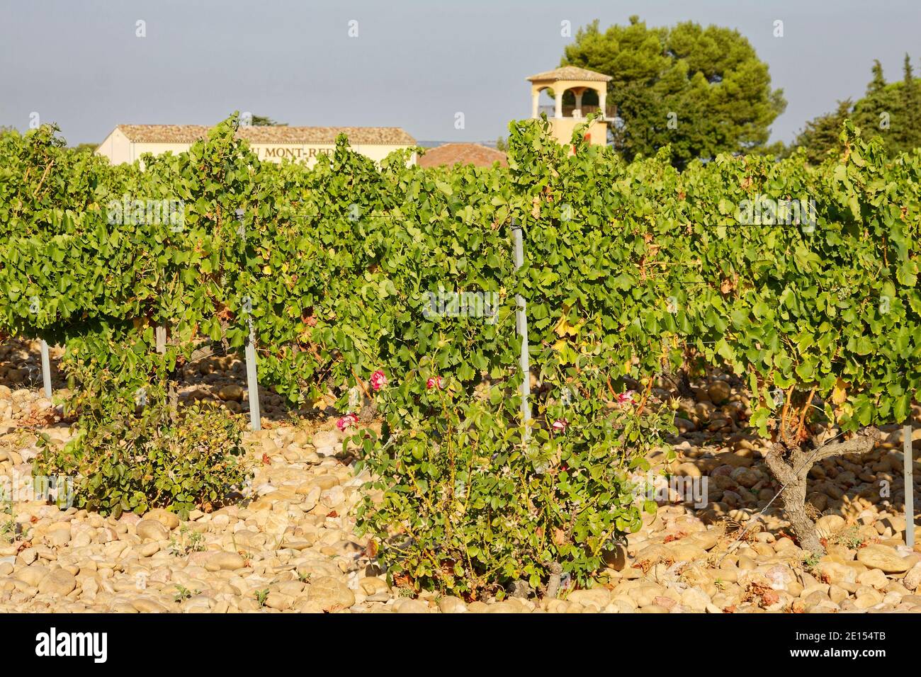 Vigneto, vitigni, verde, cespugli di rose, cantina, pietre coperchio terreno, produzione di bevande, Chateauneuf-du-Pape, Provenza, Francia, estate Foto Stock