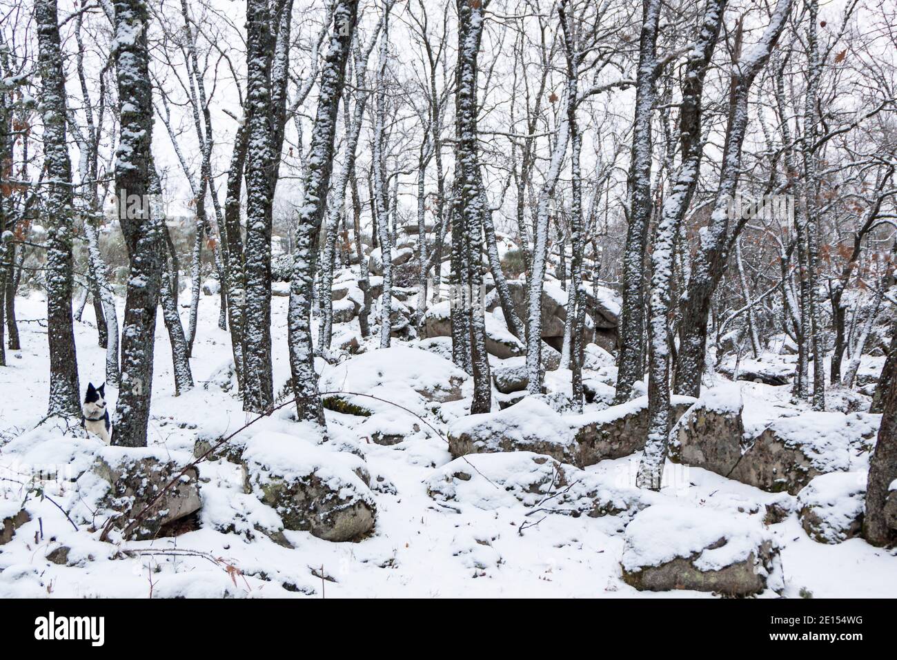 Panoramica di foresta innevata. Querce e pini in inverno. A El Espinar, Parco Nazionale Sierrra de Guadarrama, Madrid e Segovia. Foto Stock