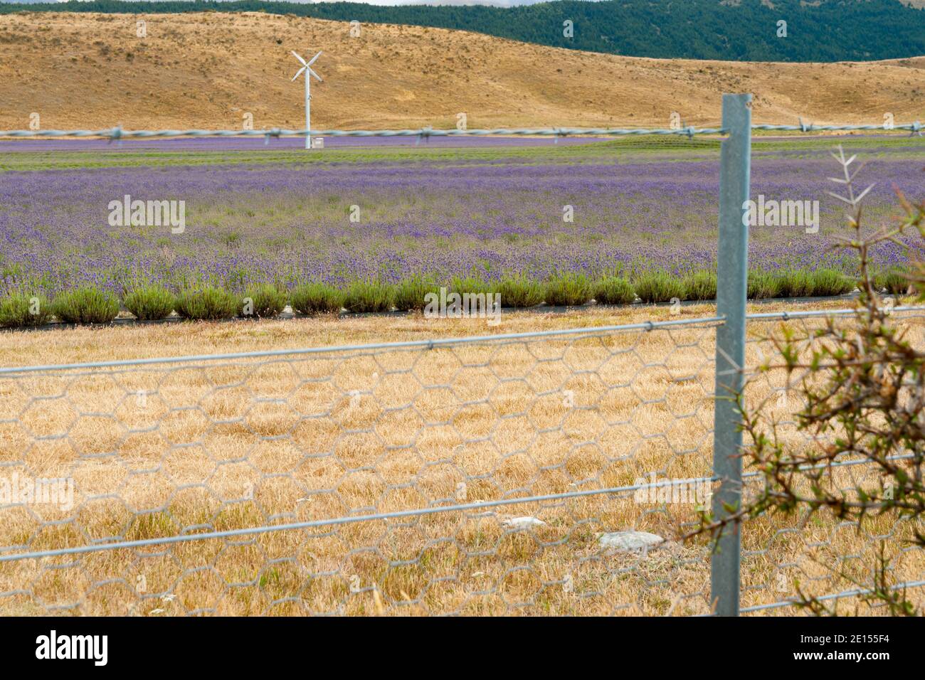 Lavanda che cresce attraverso recinzione in campo asciutto nel bacino di Mackenzie in Ilsand del Sud Nuova Zelanda. Foto Stock