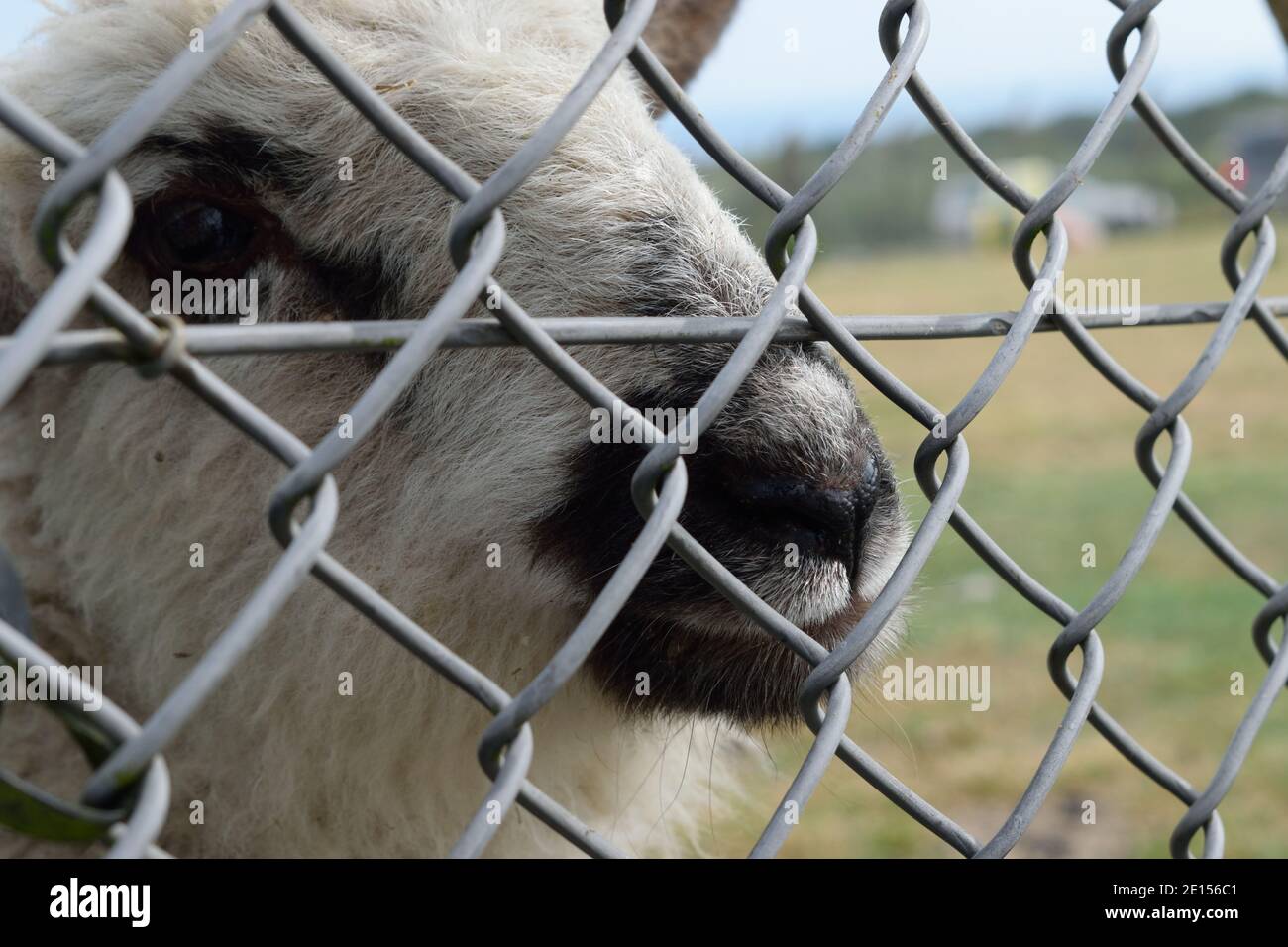 Primo piano di pecore che guardano attraverso Chain link Fence a Fancy's Farm sull'isola di Portland, Dorset Foto Stock