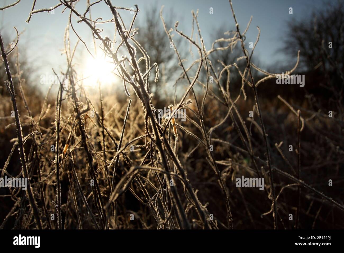 Hoarfrost sulla vegetazione su terreni agricoli a nord di Kirton-in-Lindsey, Lincolnshire, Regno Unito. Foto Stock
